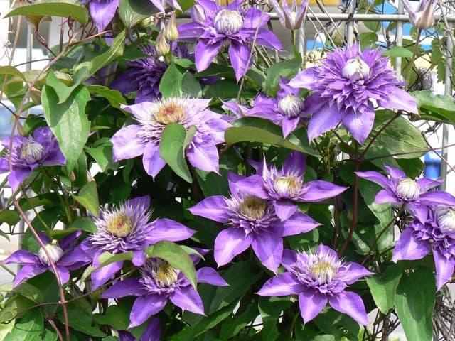 Kärhö (Clematis ´President`) pukee rauta-aidan.