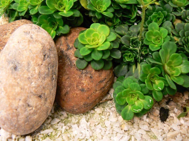 <p data-block-key="gx1in">Saxifraga’Clarence Elliot’</p>