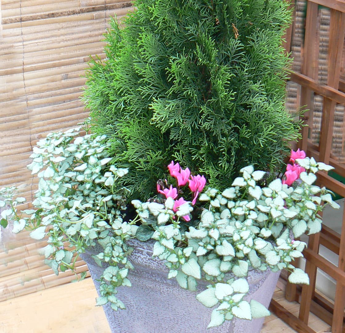<p data-block-key="uob0o">Heleän vihreä timanttituija (Thuja occidentalis ’Smaragd’) on yhdistetty lamokasvuiseen hopeatäpläpeippiin (Lamium maculatum). Välissä pilkottaa sesongin mukaan vaihtuva kausikasvi, nyt syklaamin kukka. Keväällä sen paikalle istutetaan vaikkapa orvokki ja kesällä marketta.</p>
