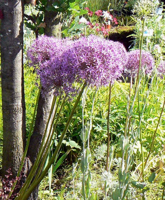 Jättilaukan kukkapallo voi olla halkaisijaltaan jopa 20 cm.