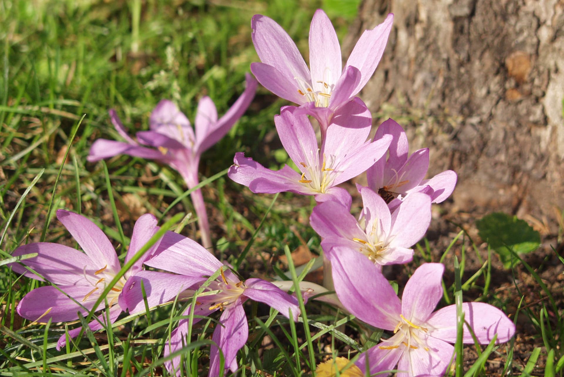 Syysmyrkkylilja Colchicum ’Alaston Impi’ on saanut nimensä siitä, että se on lehdetön kukinnan aikana.