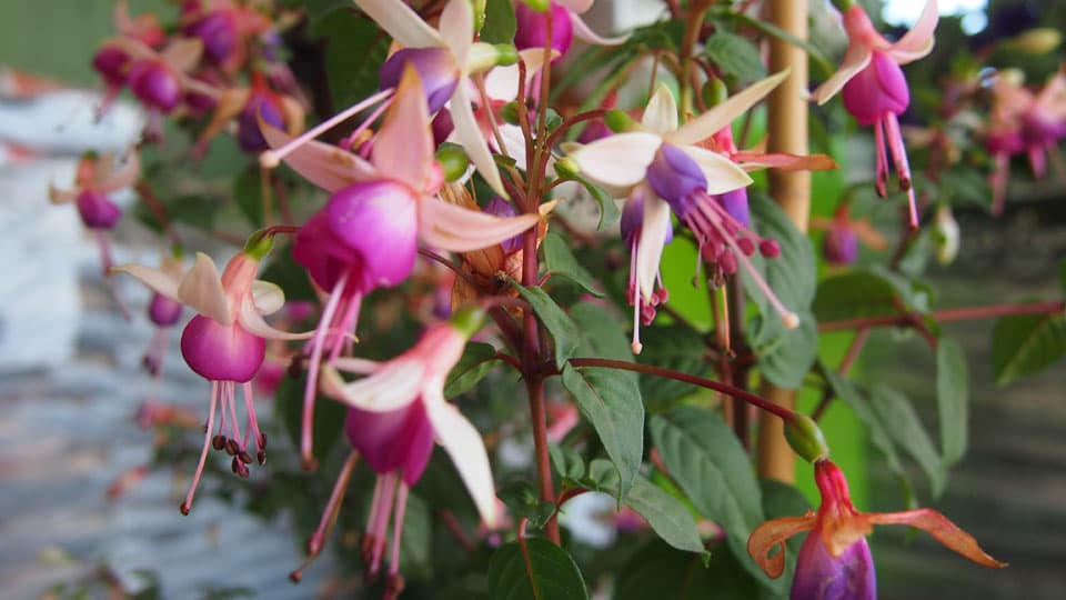 Verenpisara (Fuchsia)