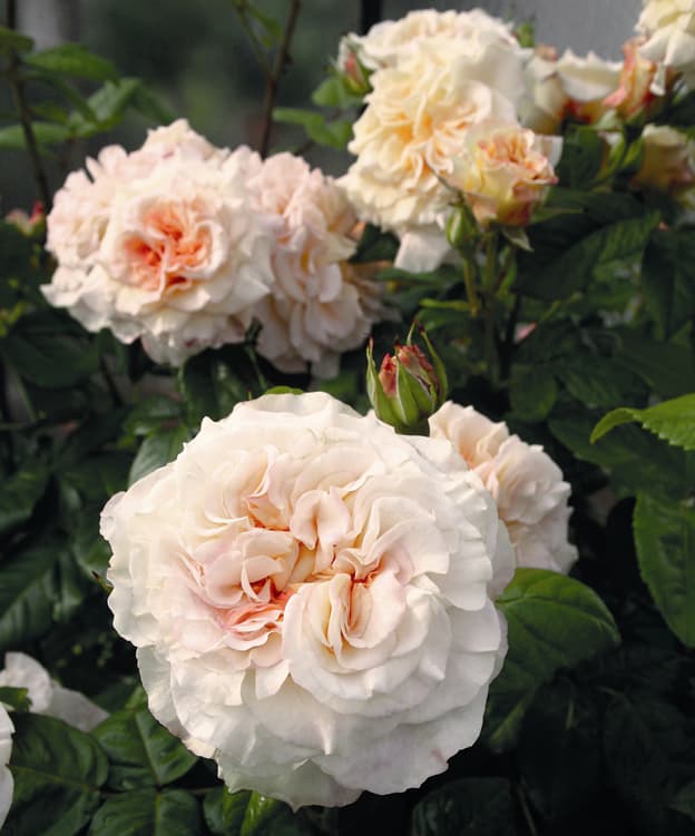 <p data-block-key="bl8sh">Tantop Royal Comtessa</p>