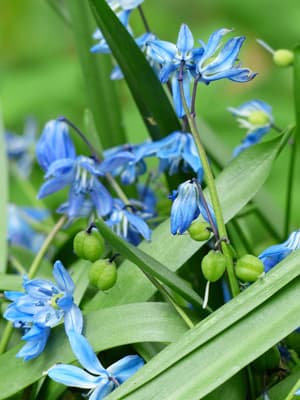 <p data-block-key="tv4c4">Scilla ja siemenet</p>