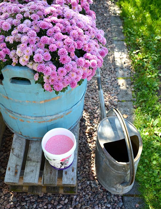 <p data-block-key="5gjw8">Aito vaaleanpunainen GreenCaren Puutarhan Kesä kukittaa myös syksyn kukkia.</p>