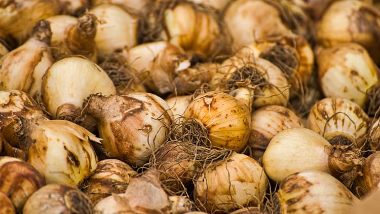 <p data-block-key="d89kc">Tulppaanien sipuleita. (Kuva: Pixabay)</p>