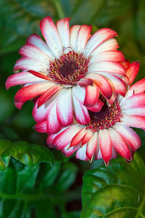 gerbera