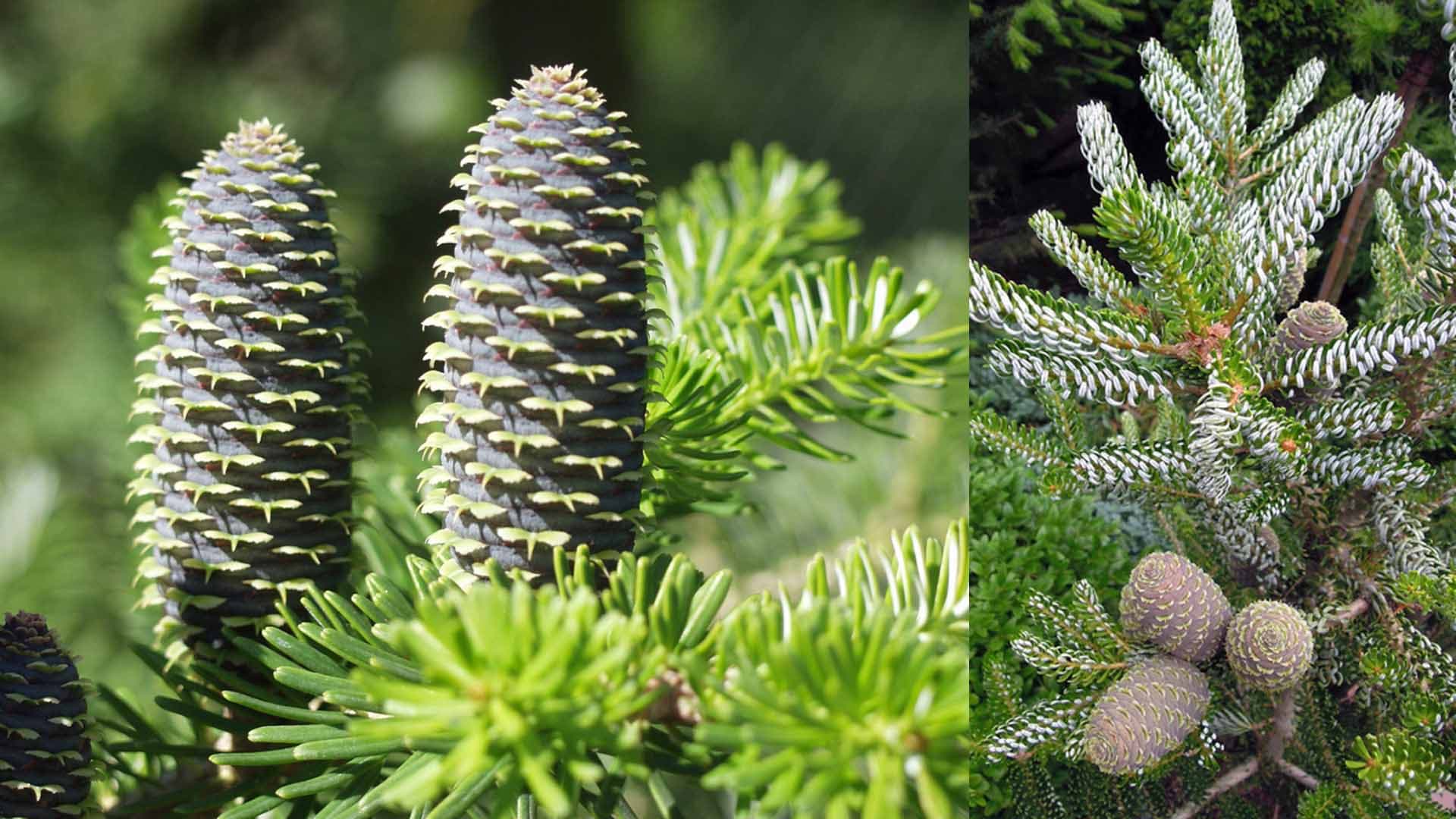 Koreanpihdan (Abies koreana) kävyt ovat erityisen kauniit. Jotta itse puukin kasvaisi luontaisesti kauniin ja säännöllisen muotoiseksi, tarvitsee se runsaasti kasvutilaa ympärilleen. Hauskasti neulasiaan kihartava kääpiökoreanpihta ’Silberlocke’ sen sijaan jää huomattavasti pienemmäksi.