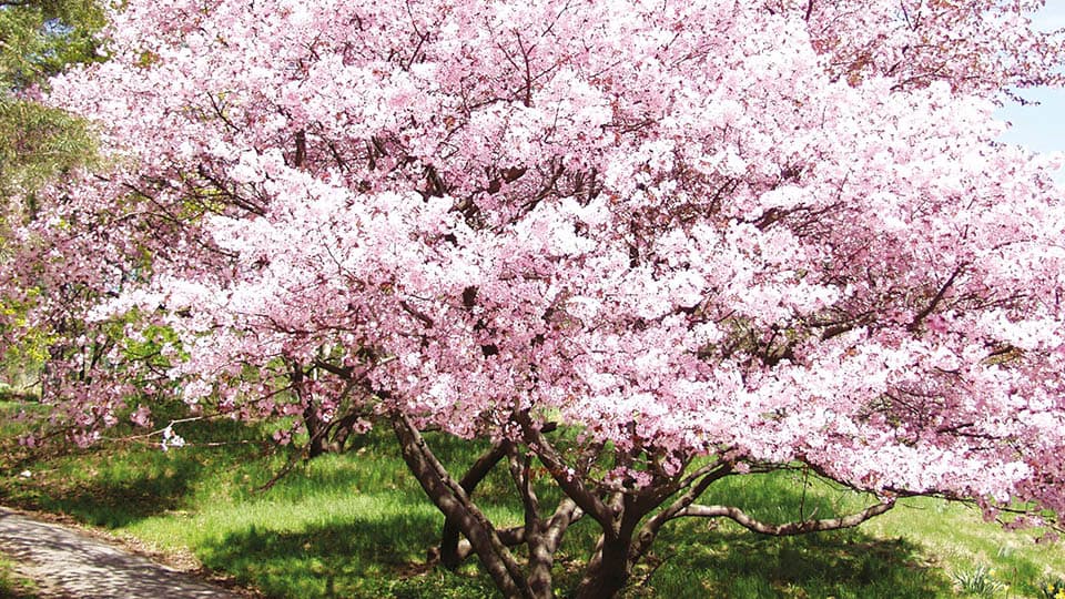<p data-block-key="v9dh8">Rusokirsikka, Prunus sargentii, peittyy vaaleanpunaiseen kukkahuntuun jo ennen omenankukka-aikaa. Aurinkoiselle paikalle istutettuna sen lehdistö hehkuu syksyisin upeissa väreissä.</p>