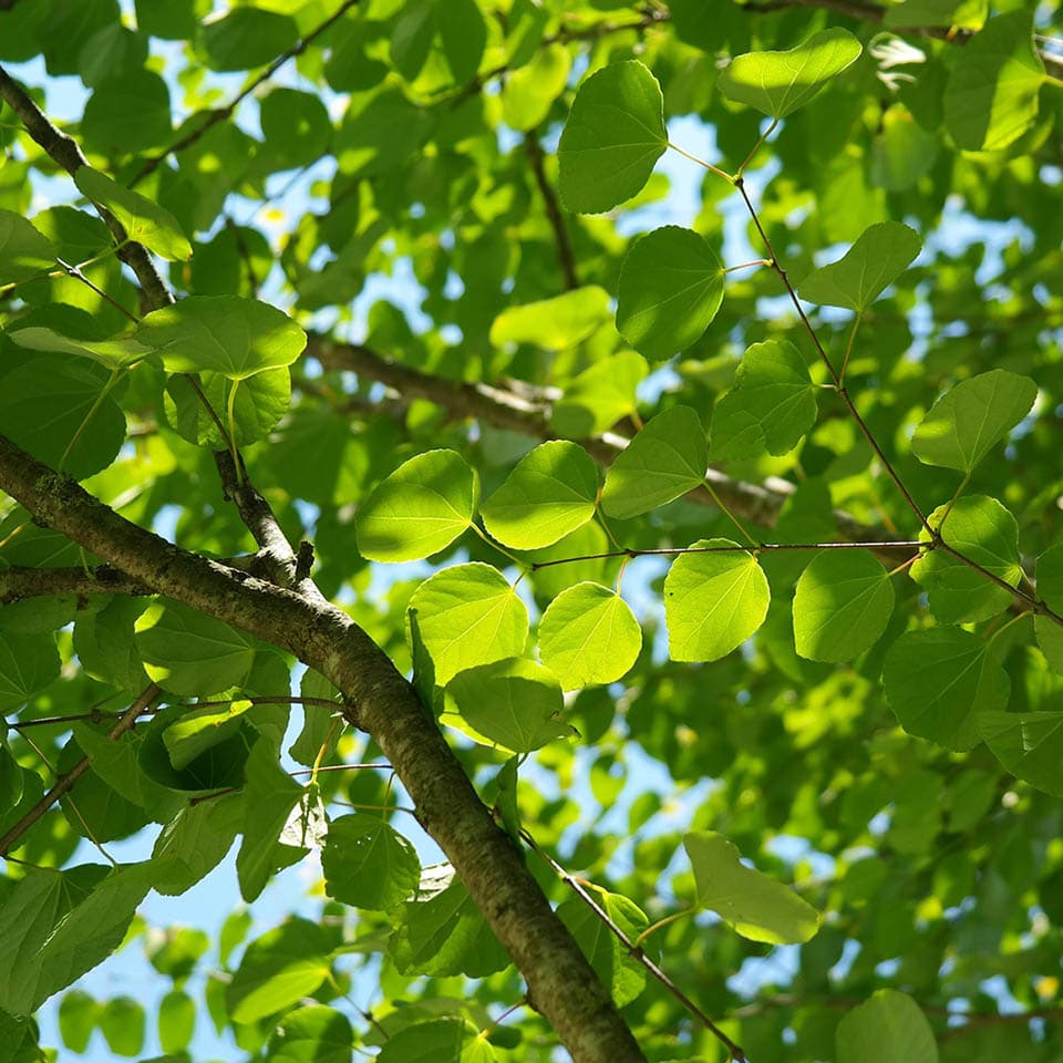 Kun puutarhassa kasvaa katsura (Cercidiphyllum), leviää puutarhaan syksyn tullen hento piparkakun tai karamellin tuoksu.