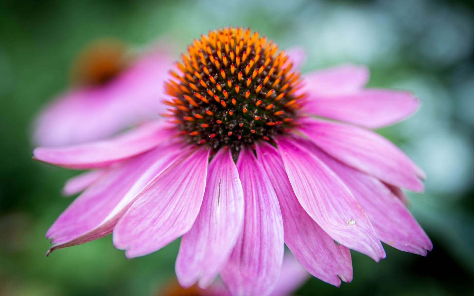 Punahattujen (Echinacea) napakat mykeröt kestävät sormeilun ja tuntuvat terhakkailta.