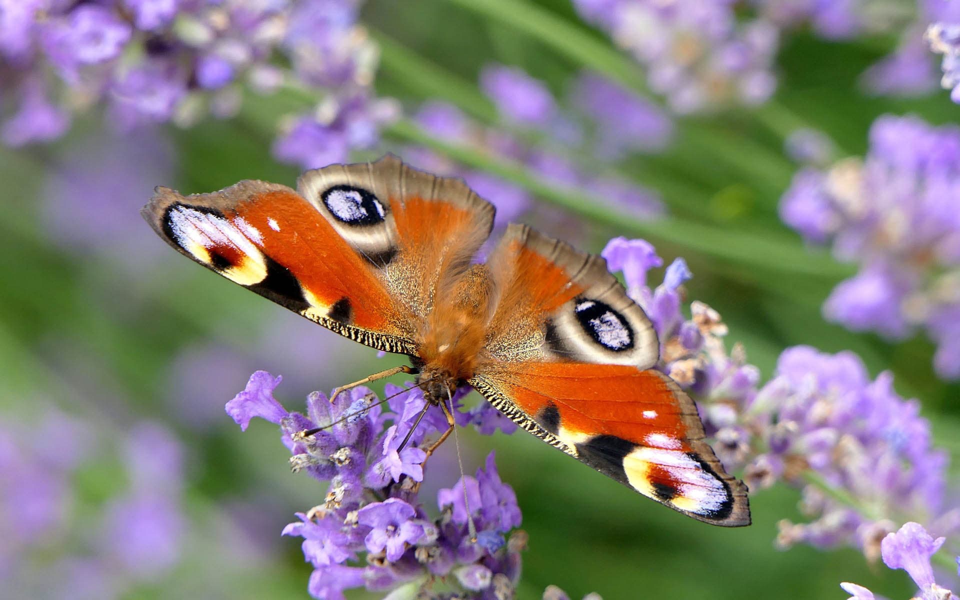 Aurinkoisena päivänä voi syyssyrikän (Buddleja) kukista löytyä kymmenittäin erilaisia päiväperhoja.