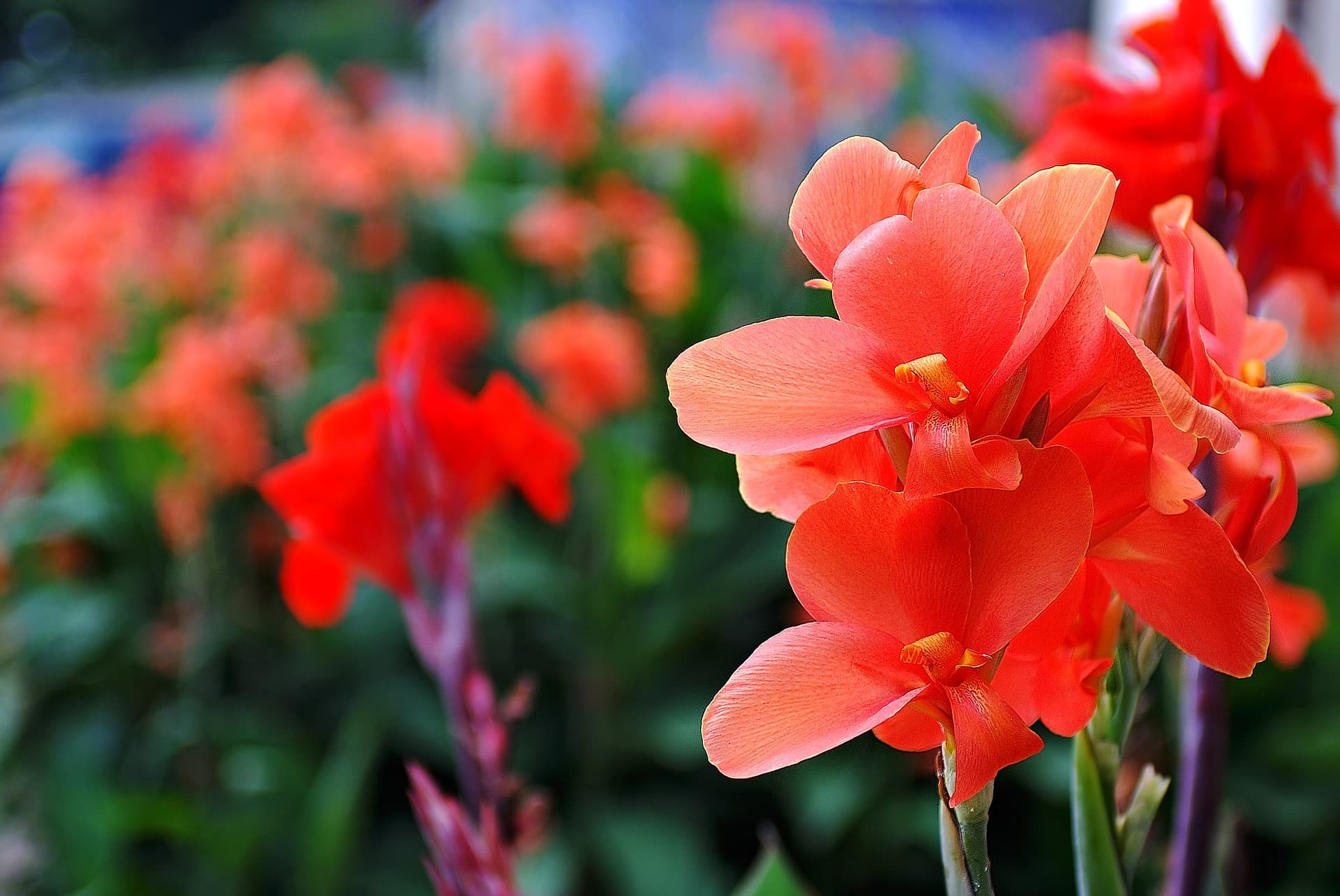 Gladiolus