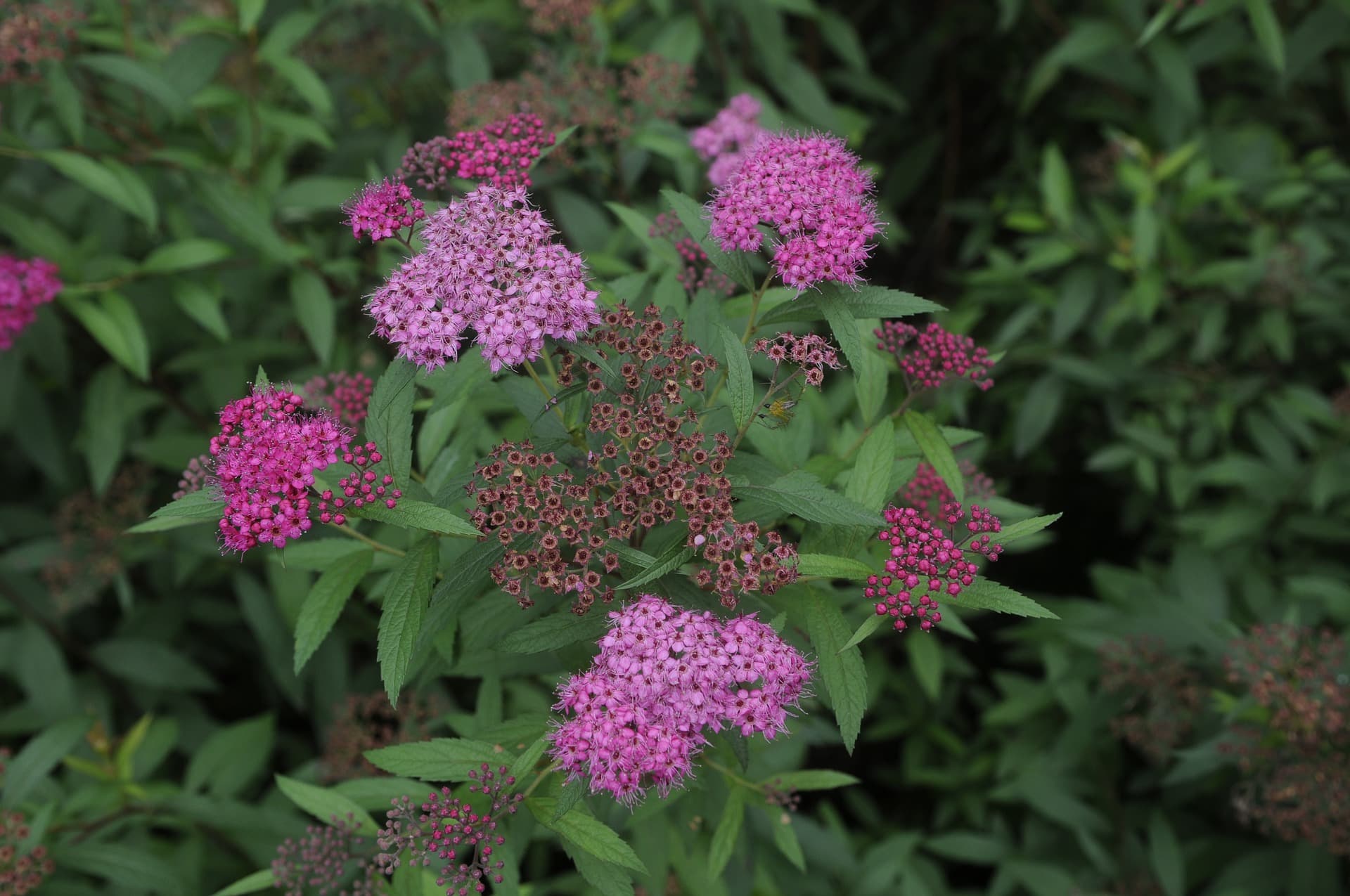 Tiheäkasvuinen tummakeijuangervo Manon (Spiraea japonica 'Manon') syksyisessä asussaan.