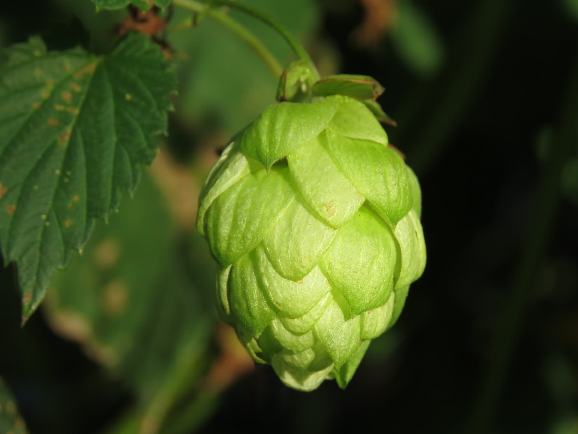 Humala (humulus lupulus)