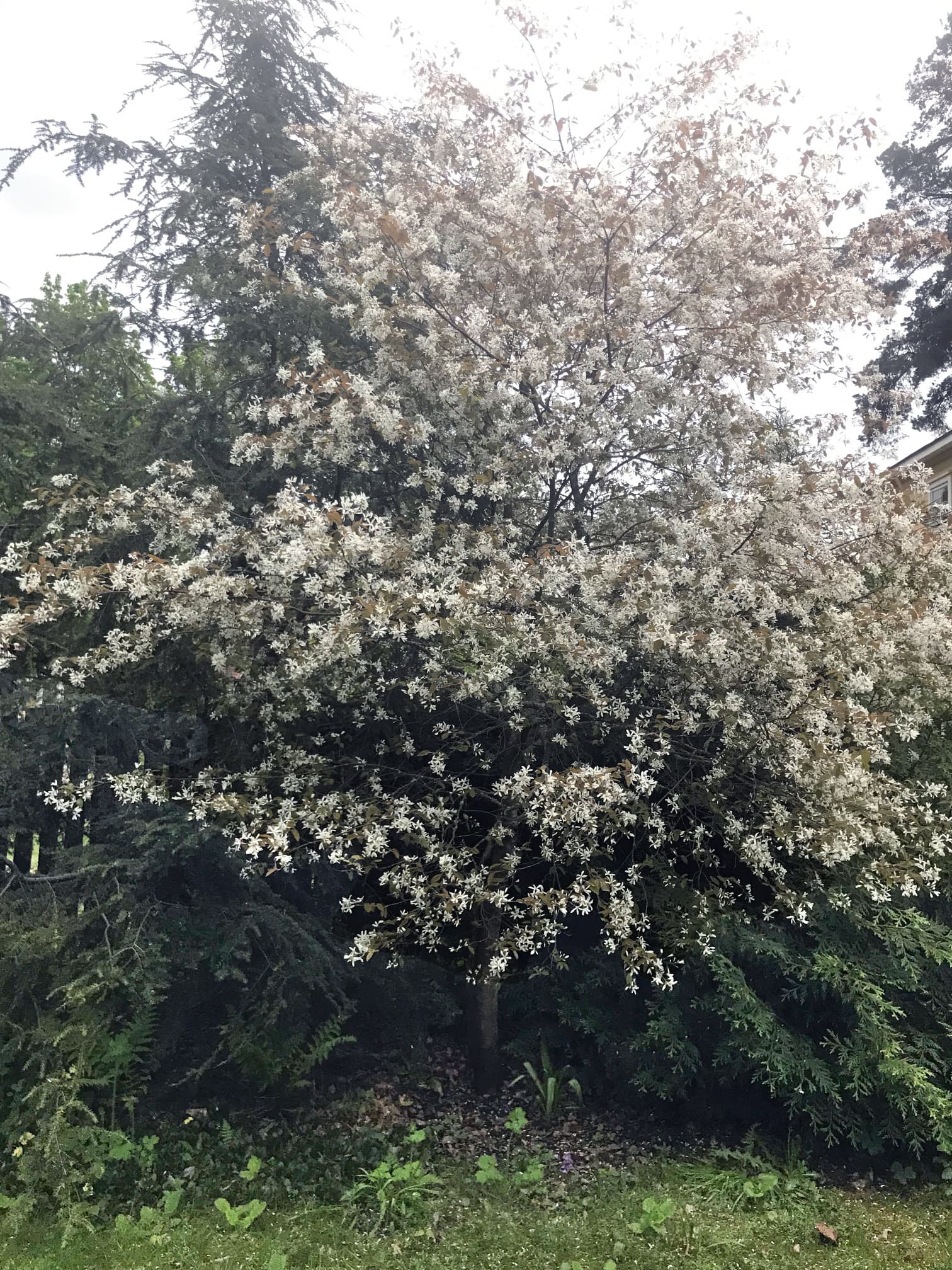 Kukkapuut ovat paitsi kauniita, antavat pölyttäjille mettä ja edistävät luonnon monimuotoisuutta. Sirotuomipihlaja (Amelanchier laevis) peittyy kukinta-aikana valkoiseen huntuun.