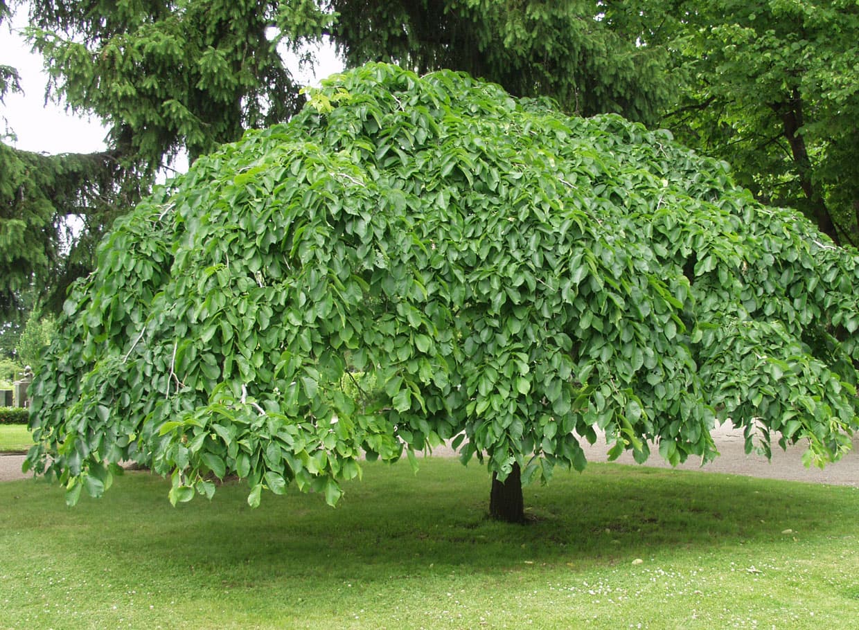 Tyylikäs sateenvarjojalava (Ulmus glabra ’Camperdownii’) muodostaa vanhemmiten laajan, alaspäin kasvavan latvuksen ja on edukseen katseen kiinnittävänä yksittäispuuna.