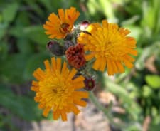 Oranssikeltano (Pilosella aurantiaca) (Kuva: Puutarha.net)