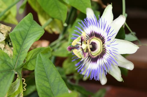 Kärsimyspassio (Passiflora caerulae) (Kuva: Pixabay)