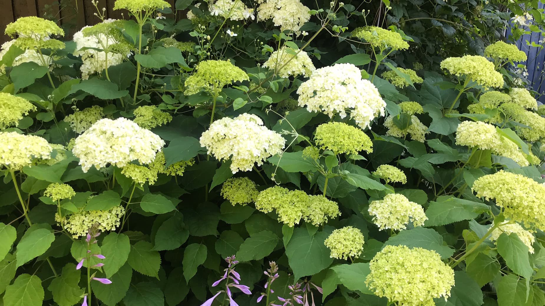 Pallohortensia Annabelle