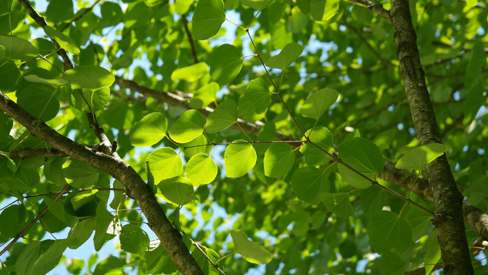 Kun puutarhassa kasvaa katsura (Cercidiphyllum), leviää puutarhaan syksyn tullen hento piparkakun tai karamellin tuoksu.