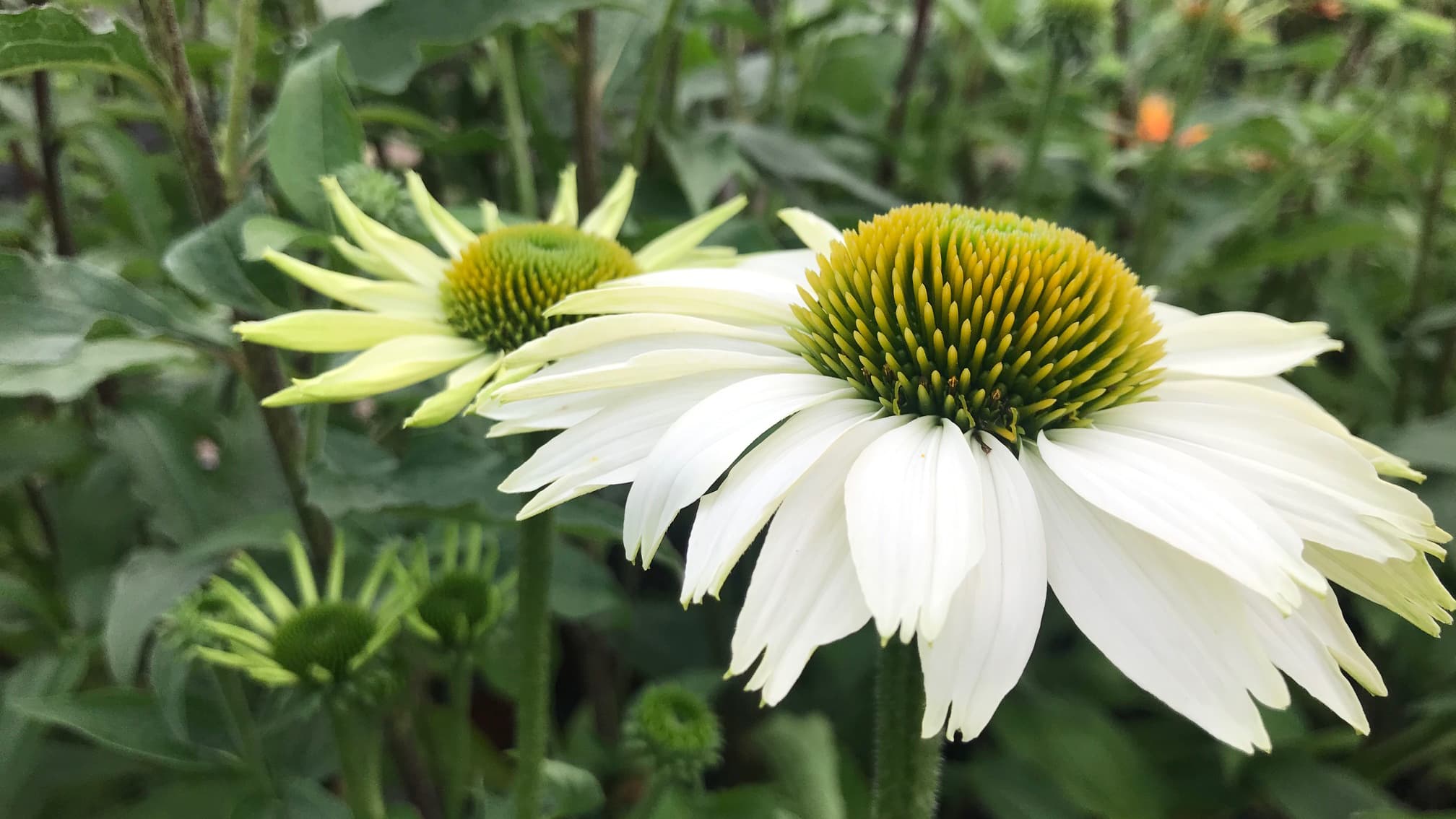 Punahattujen (Echinacea) napakat mykeröt kestävät sormeilun ja tuntuvat terhakkailta, pieniltä siileiltä.