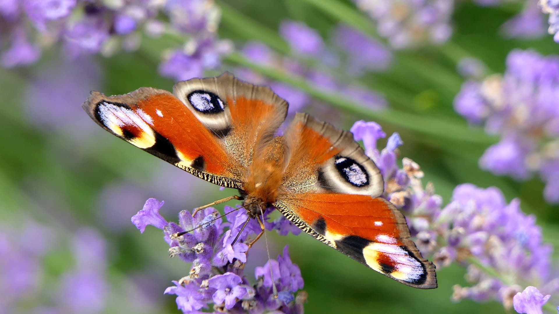 Aurinkoisena päivänä voi syyssyrikän (Buddleja) kukista löytyä kymmenittäin erilaisia päiväperhoja.