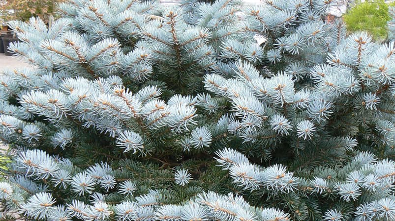 <p data-block-key="0b6iq">Hopea- ja sinikuuset (Picea pungens) ja niiden monet muodot toimivat hyvin havuryhmien valonkantajina. Keltaneulasia muunnoksia on tuijissa (Thuja) ja katajissa (Juniperus).</p>