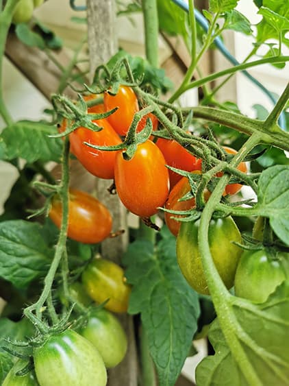 Puutarhaharrastajien suosiossa ovat erikoislajikkeet. Tässä punastuvat Rotkäppchen-punahilkkatomaatit. (Kuva: Timo Taulavuori)