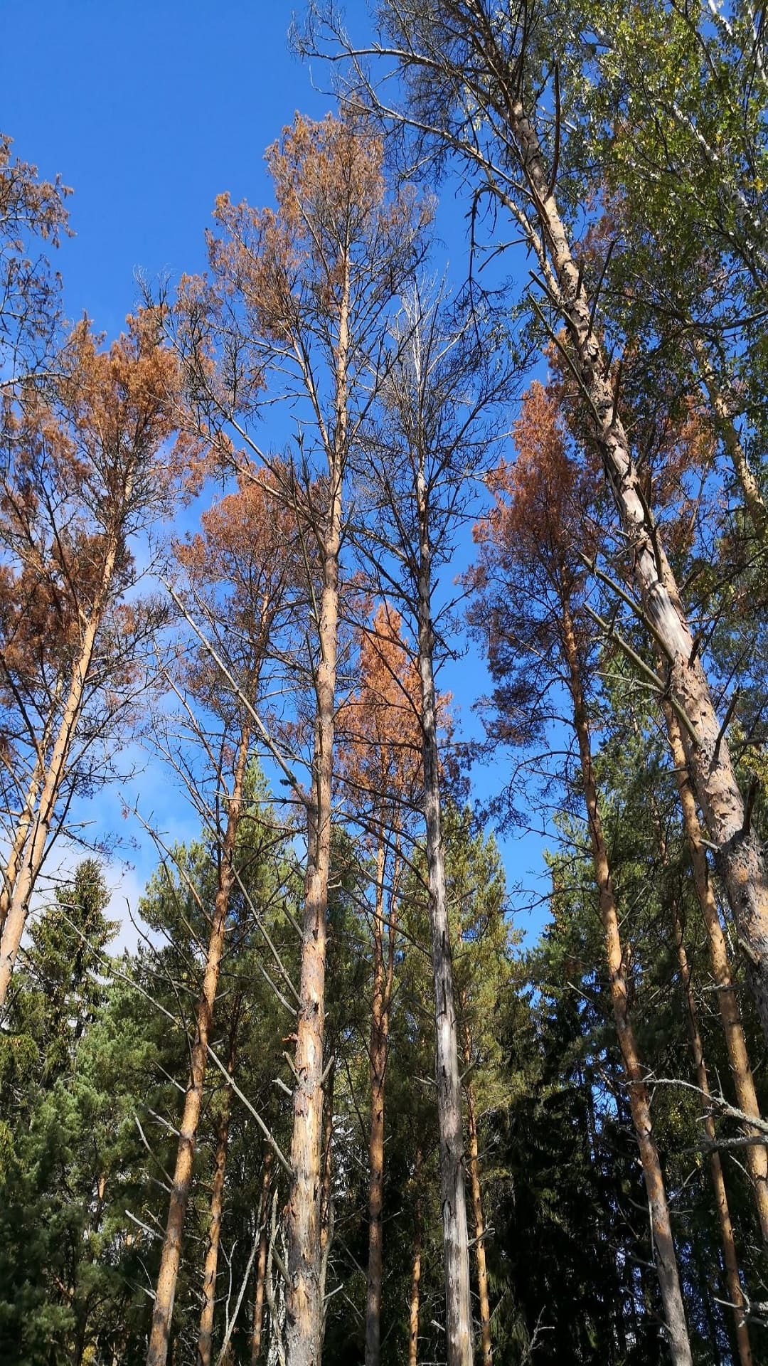 Kuva 1) Kuolleita mäntyjä Uudenkaupungin lähellä. Tästä kohteesta löytyi juurikäävän itiöemä, okakaarnakuoriaisia sekä havuparikasta. Kuiva ja kuuma kesä heikensi mäntyjen puolustusta, jolloin useat tekijät yhdessä voivat aiheuttaa mäntyjen nopean kuolemisen. Kuva: Heikki Nuorteva