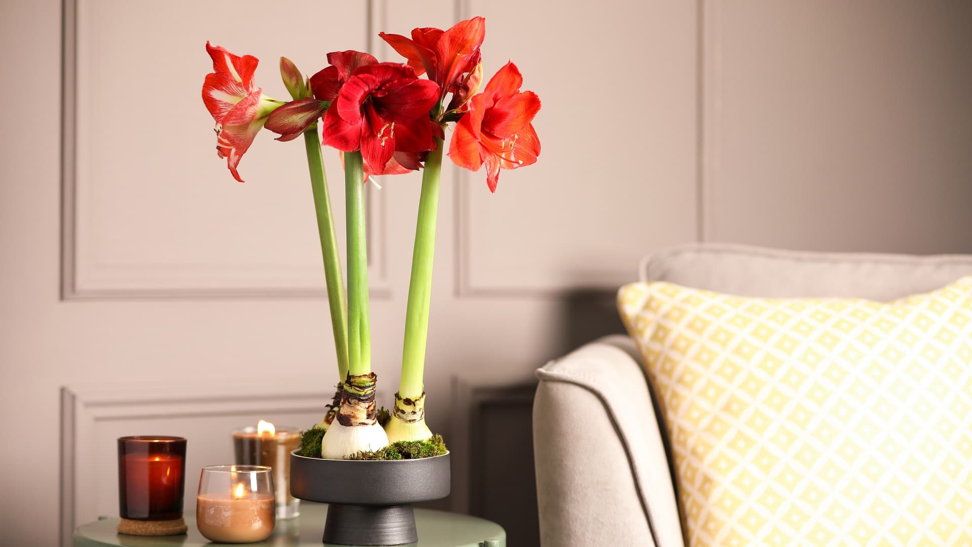 Amaryllis hurmaa jouluna suurilla kukillaan