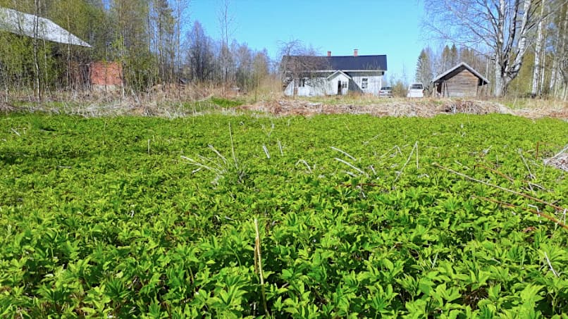 <p data-block-key="mtc45">Vuohenputkea autiotilalla (kuva: Villiruoka)</p>