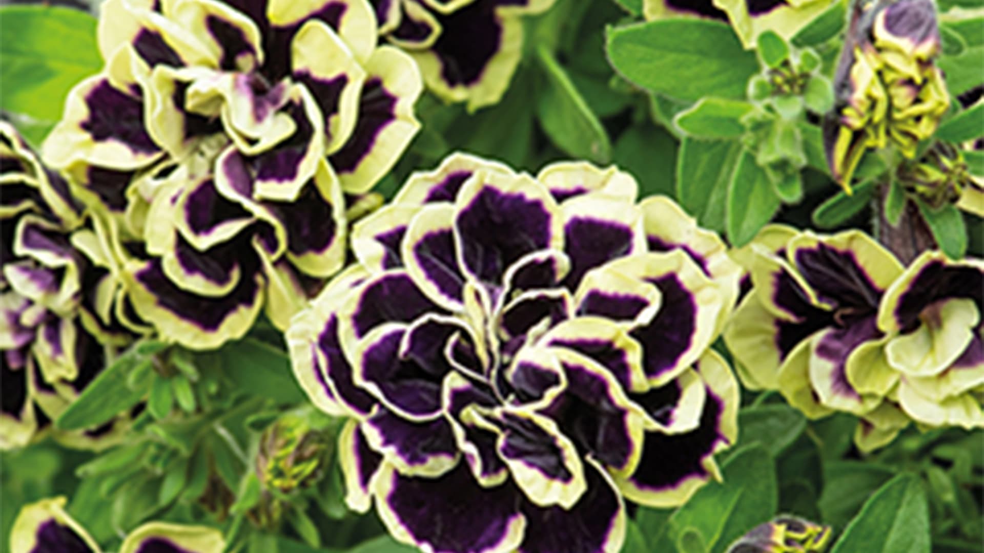 Puutarha-alias - testaa tietosi kesäkukista ja voita lahjakortti