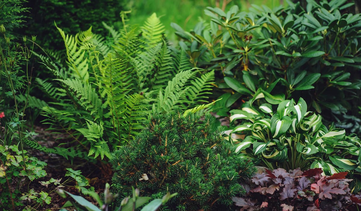 Metsäpuutarha