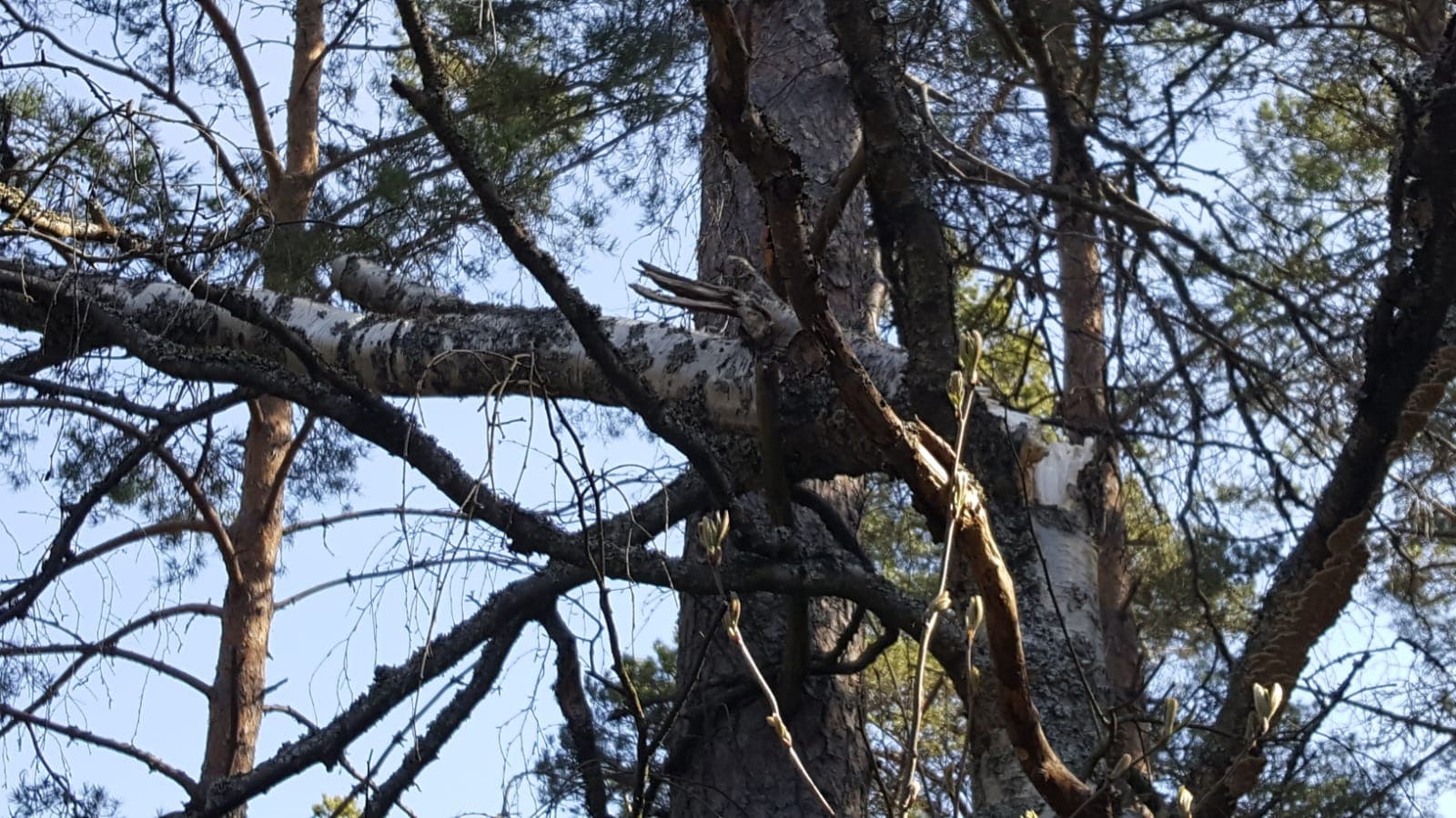 Talvisessa myrskyssä lumen ja tuulen yhteisvaikutuksesta katkennut koivu on jäänyt nojaan viereisen männyn oksistoon.