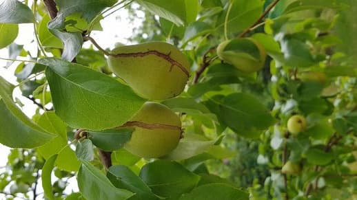 Päärynät halkeilevat: miten pelastan päärynäsadon?