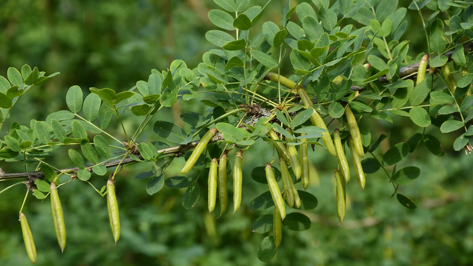 Siperianhernepensas juurrutus? Asiantuntija vastaa