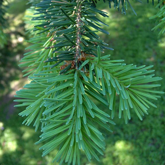 Douglaskuusen (Pseudotsuga menziesii) neulasia. (Kuva: Puutarha.net)