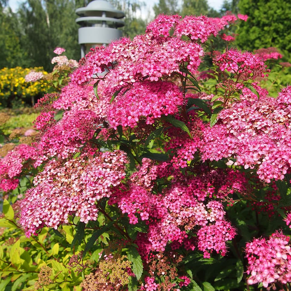 <p data-block-key="z5hix">Ruusuangervo (Spiraea japonica 'Froebelii') (Kuva: Puutarha.net)</p>