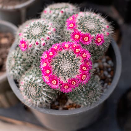 <p data-block-key="vnh3t">Mammillaria hahniana (Kuva: Shutterstock)</p>