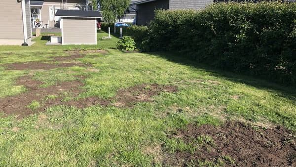 Mikä vialla, kun nurmikossa on aukkoja talven jäljiltä? Asiantuntija vastaa