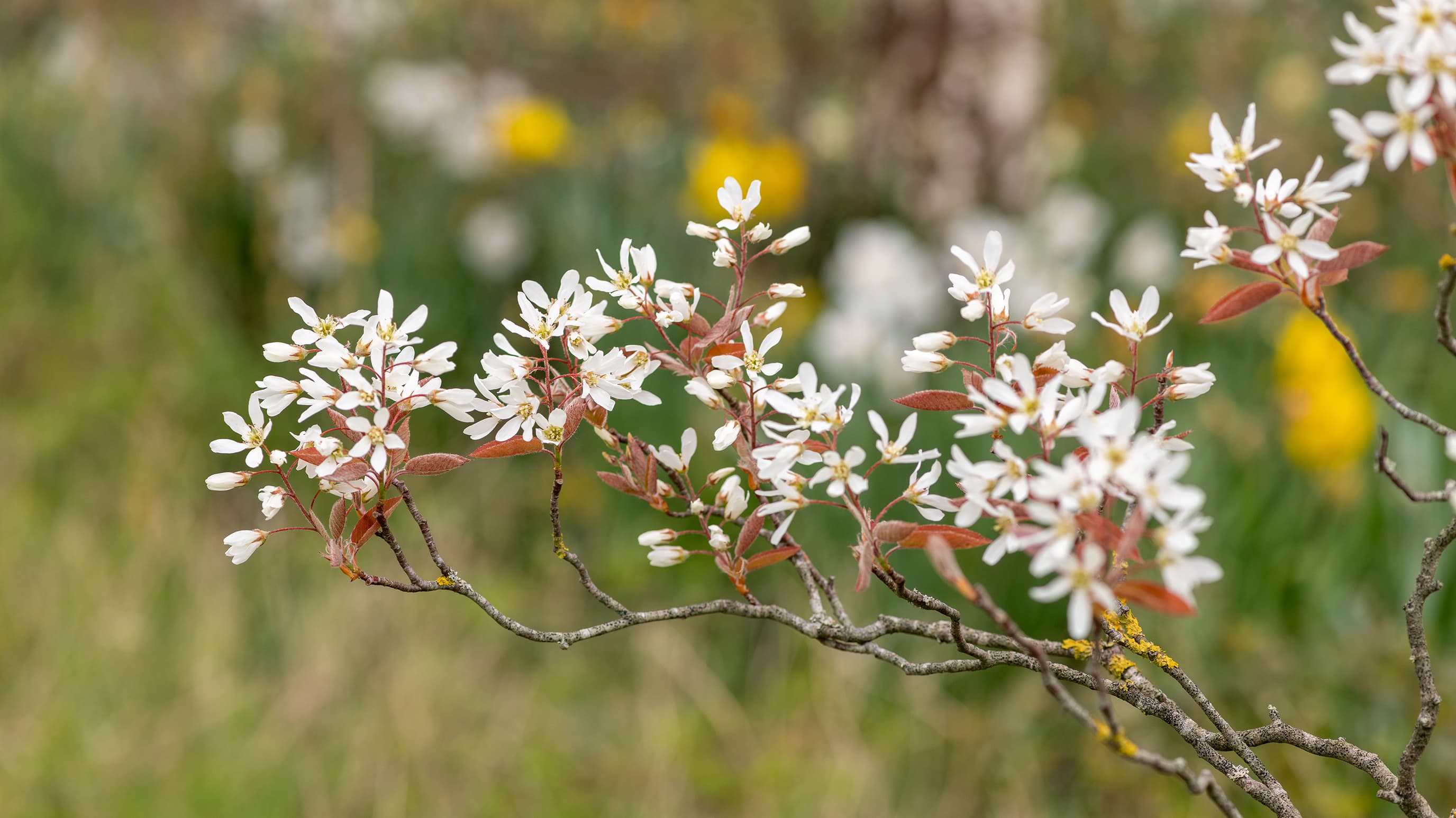 Sirotuomipihlaja ei kasva? Asiantuntija vastaa