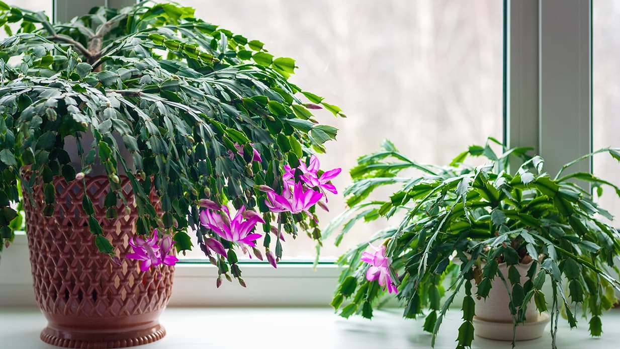 <p data-block-key="21l5l">Schlumbergera truncata (Kuva: Adobe Stock)</p>