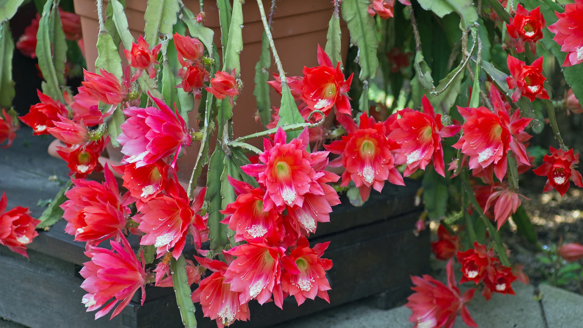 <p data-block-key="3emjg">Disocactus speciosus (Kuva: Adobe Stock)</p>