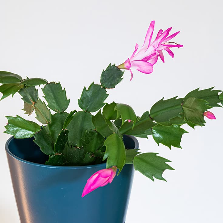 Schlumbergera truncata (Kuva: Adobe Stock)