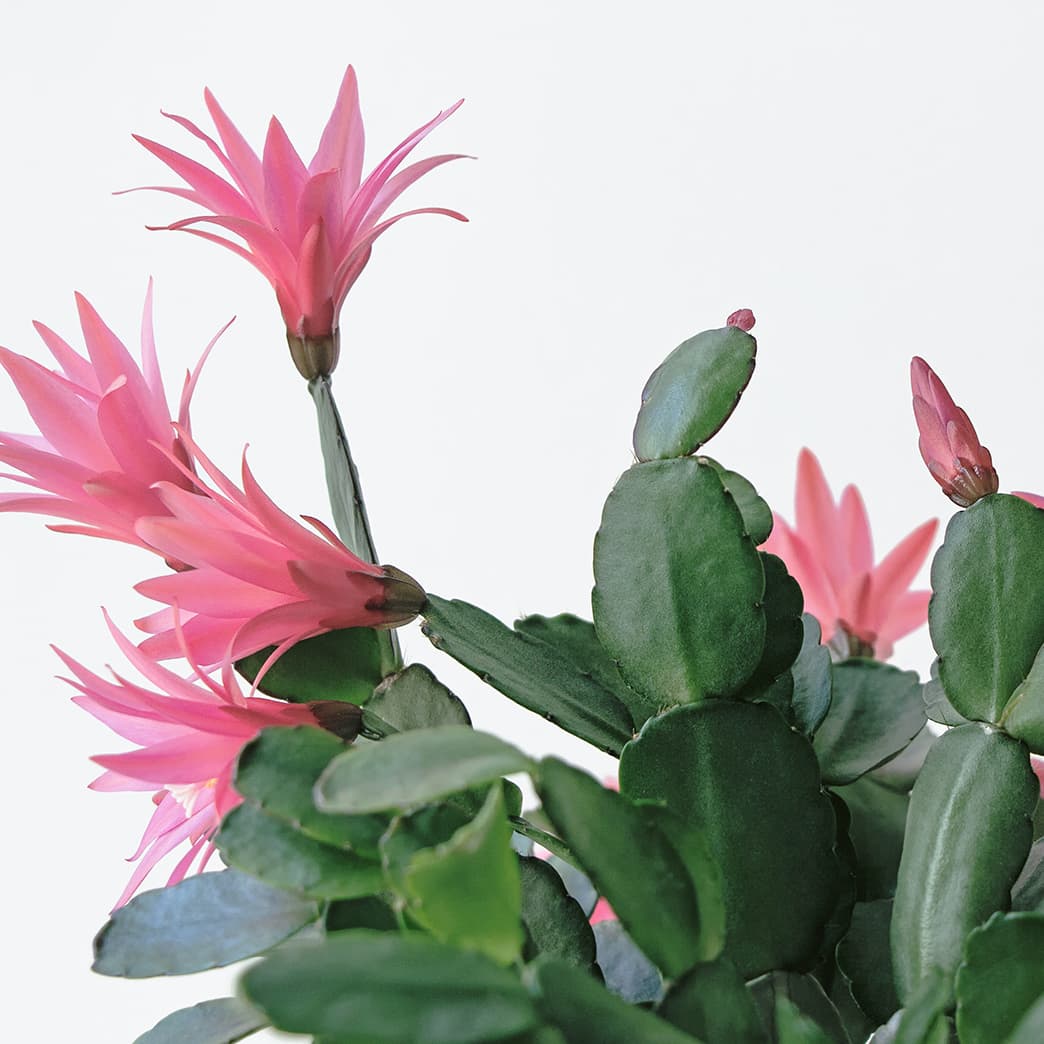<p data-block-key="w6uis">Hatiora rosea (Kuva: Adobe Stock)</p>