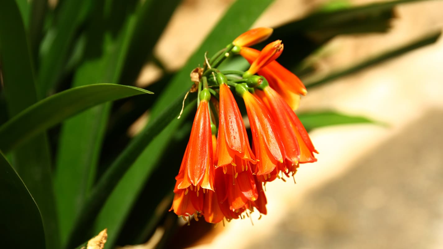 Clivia nobilis (Kuva: Adobe Stock)