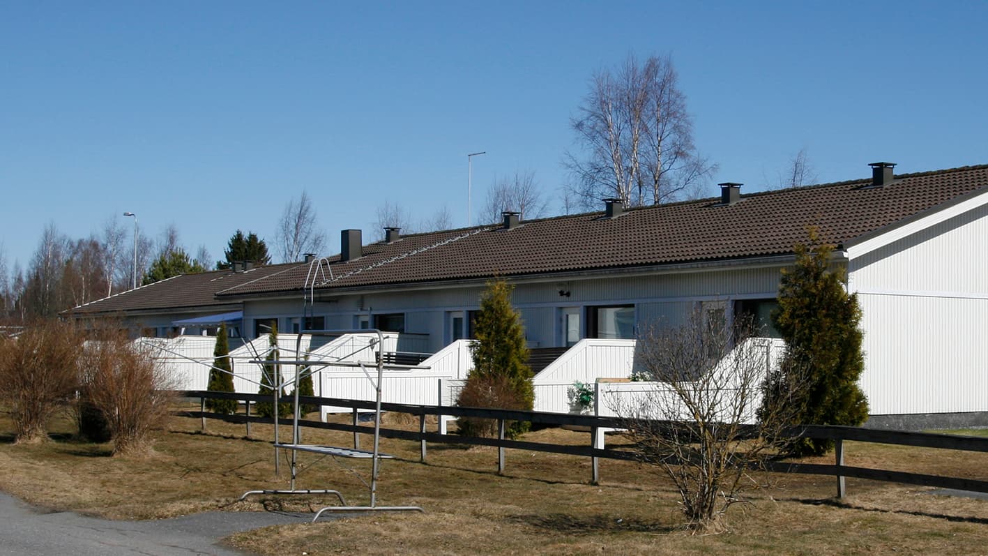 Mikä pieni puu sopisi rivitalopihalle? Asiantuntija vastaa