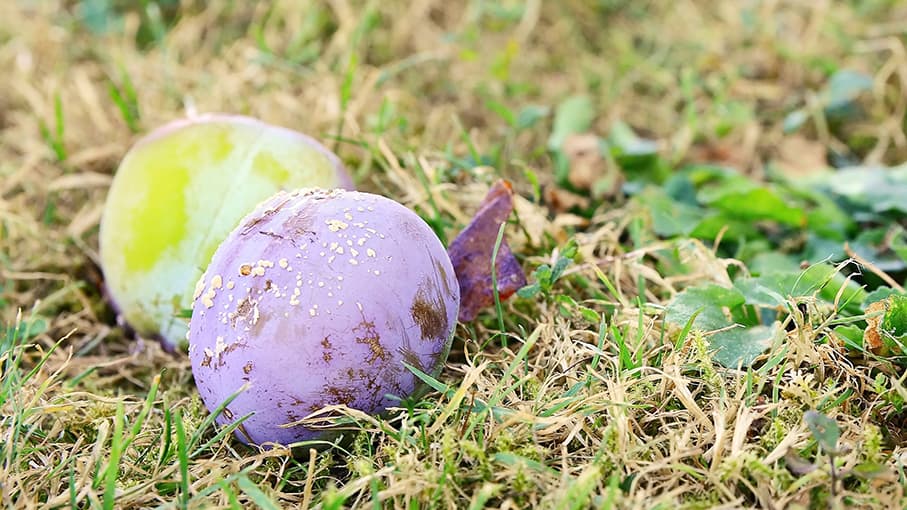 Luumupistiäinen pilaa hedelmän? Asiantuntija vastaa