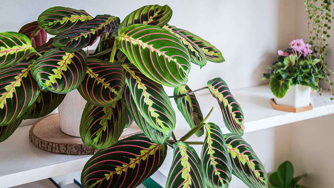 Nukkumatti (Maranta) hurmaa liikkeellään ja upeilla lehdillään
